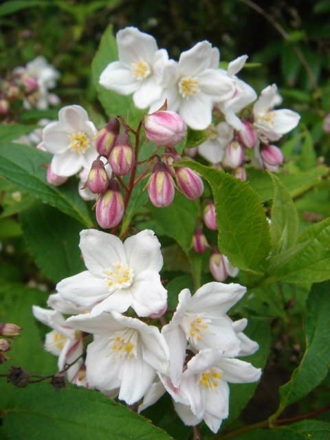 Deutzia discolor